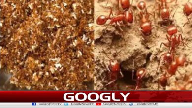 A chutney made from red ants has become famous in India.
