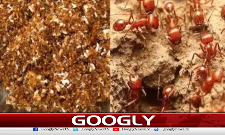 بھارت میں سرخ چیونٹیوں سے بننے والی چٹنی مشہورہوگئی 1 A chutney made from red ants has become famous in India.