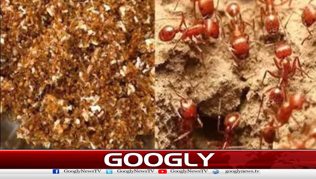 بھارت میں سرخ چیونٹیوں سے بننے والی چٹنی مشہورہوگئی