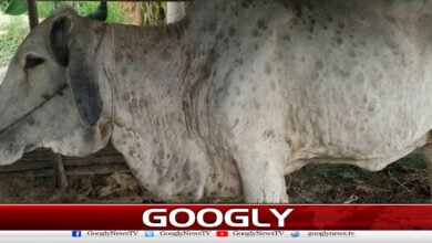 Khyber Pakhtunkhwa: Hundreds of cattle affected by lumpy skin disease