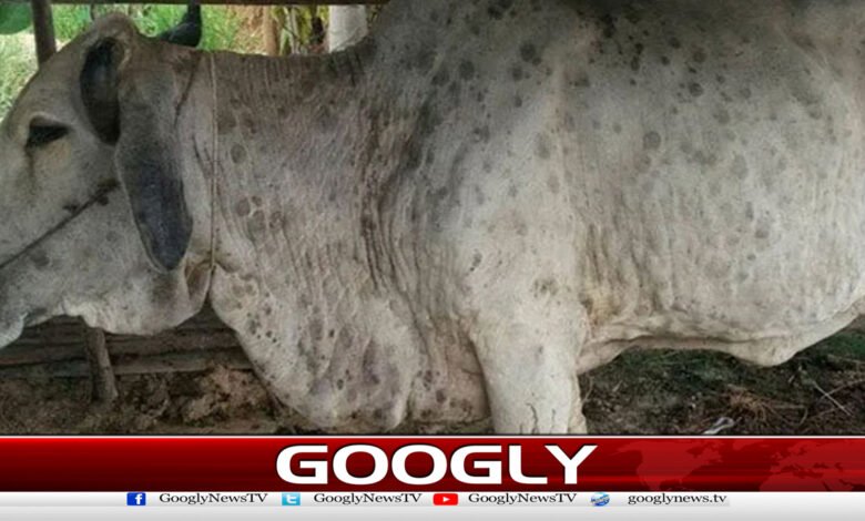 خیبرپختونخوا،لمپی سکن کی وبا سے سیکڑوں مویشی متاثر 1 Khyber Pakhtunkhwa: Hundreds of cattle affected by lumpy skin disease