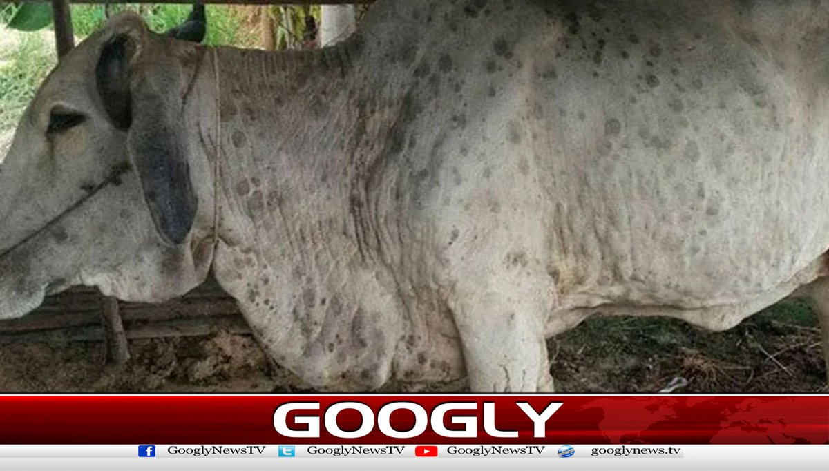 خیبرپختونخوا،لمپی سکن کی وبا سے سیکڑوں مویشی متاثر