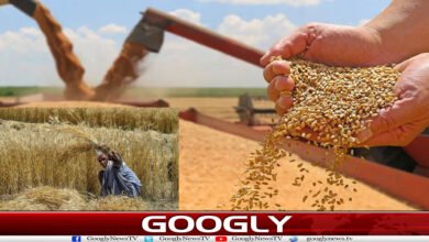 پاکستان میں جاری گندم بحران کی اصل وجہ کیا؟ 5 website Googly 142