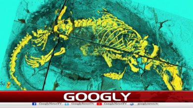 چین میں جراسک دور کےممالیہ نما جانور کی دریافت 2 Discovery of a Jurassic-era mammal-like animal in China
