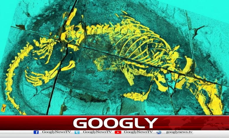 Discovery of a Jurassic-era mammal-like animal in China
