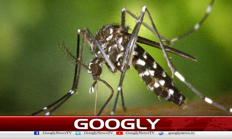 The number of dengue cases in Rawalpindi has exceeded 84.