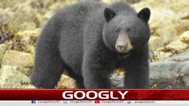 ہنزہ میں ریچھ کی موجودگی کے شواہد مل گئے 2 Evidence of a bear's presence has been found in Hunza.