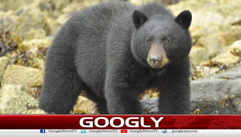 Evidence of a bear's presence has been found in Hunza.