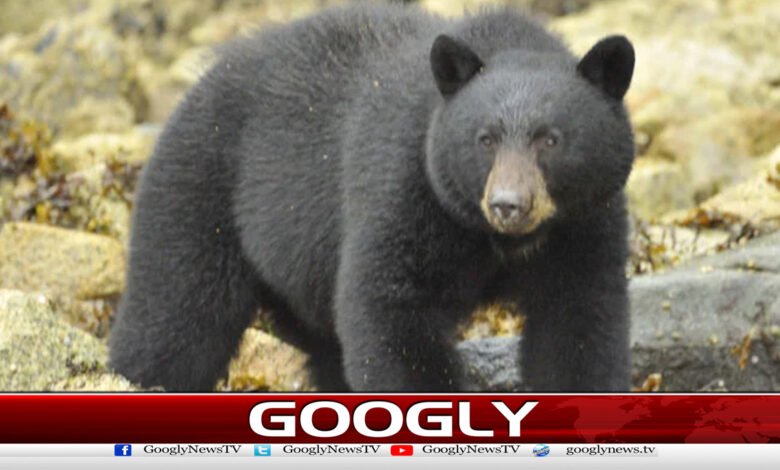 Evidence of a bear's presence has been found in Hunza.