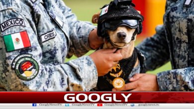 میکسیکو میں کتےکو پولیس میں نوکری مل گئی 2 A dog got a job with the police in Mexico.