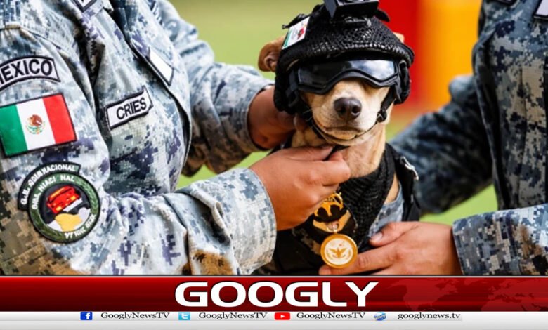 A dog got a job with the police in Mexico.